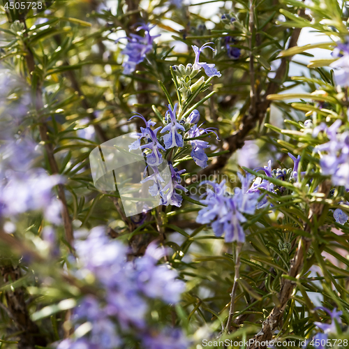 Image of Flowering rosemary 