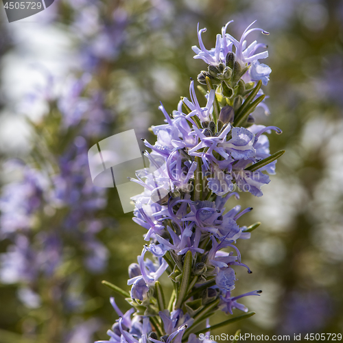 Image of Flowering rosemary twig