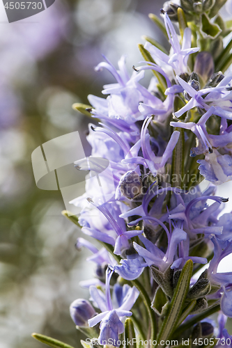 Image of Flowering rosemary twig