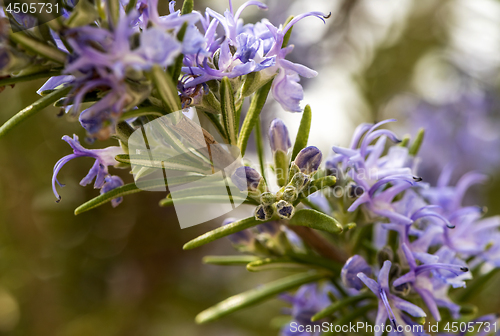 Image of Flowering rosemary twig