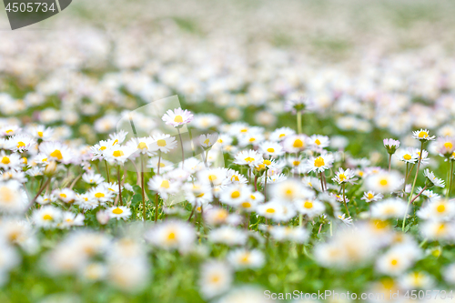 Image of Chamomile flowers spring field background.