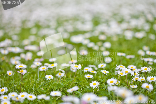 Image of Chamomile flowers spring field background.