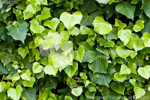 Image of Green leaves pattern background. 