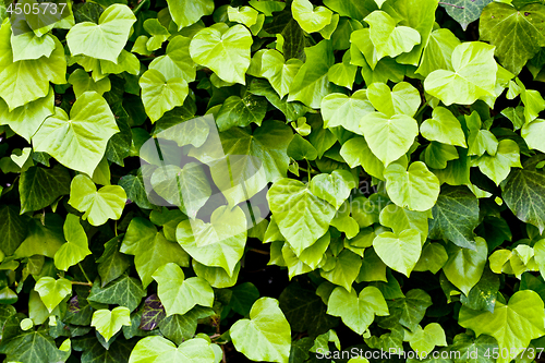 Image of Green leaves pattern background.