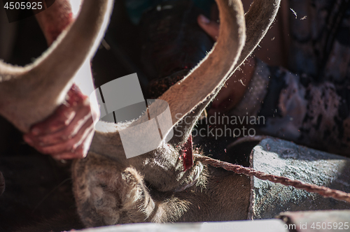 Image of Cutting antlers of Altaic stag maral