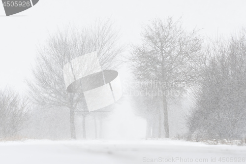 Image of Road with trees and strong snowfall