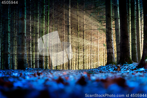 Image of Trees with sunbeams in a forest