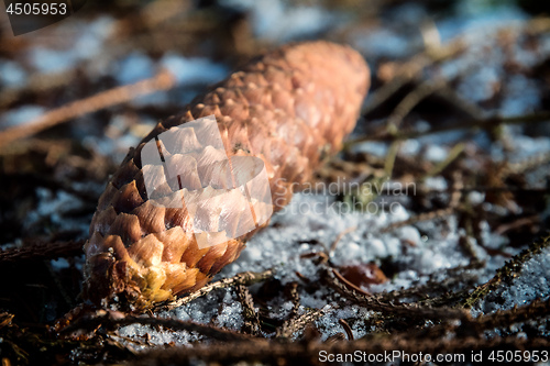 Image of Image of a fir cone on the soil of a forest