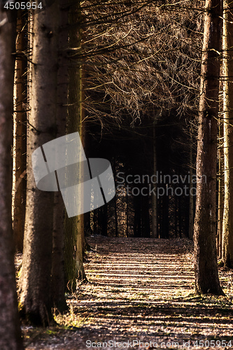 Image of Trees in a forest