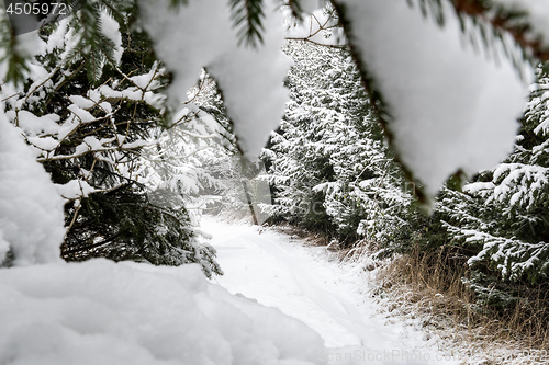 Image of Path with trees and snow