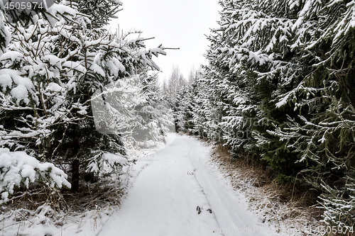 Image of Path with trees and snow