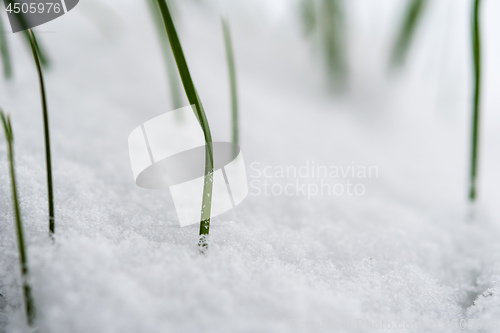 Image of Closeup of a plant in snow in winter 