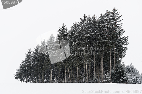 Image of Forest and trees with snow in winter and blanket of clouds