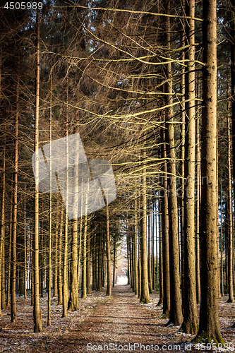 Image of Path in a forest in winter with little snow