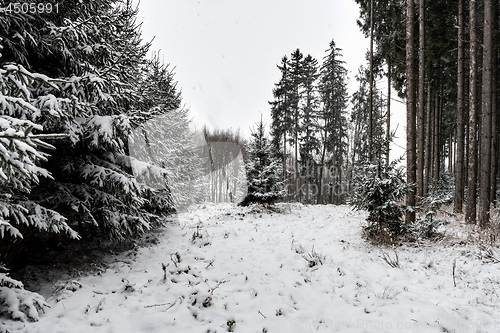 Image of Forest and trees with snow in winter and blanket of clouds