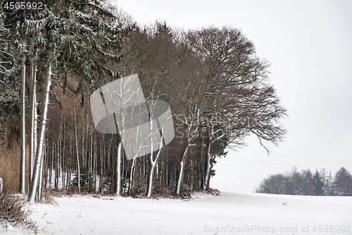 Image of Forest and trees with snow in winter and blanket of clouds