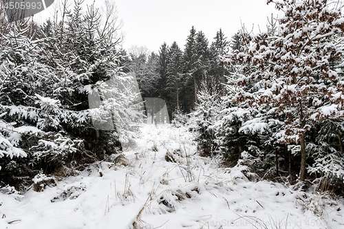 Image of Forest and trees with snow in winter and blanket of clouds