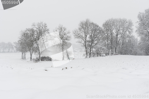 Image of Forest and trees with snow in winter and blanket of clouds