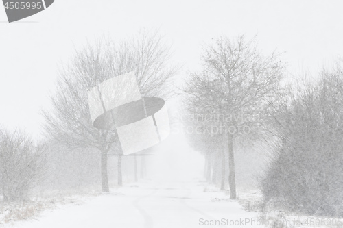 Image of Road with trees and strong snowfall