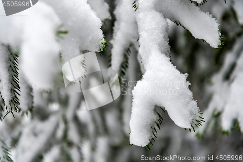 Image of Forest and trees with snow in winter and blanket of clouds