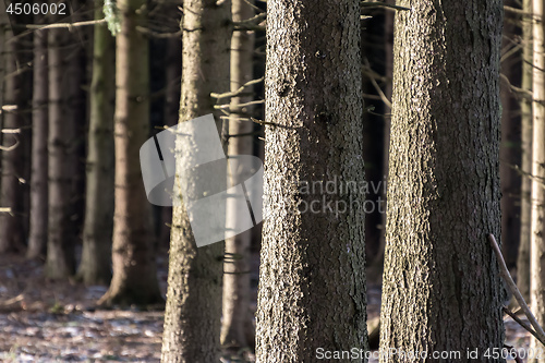 Image of Trees in the evening sun in winter