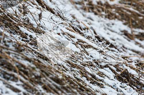 Image of Grass with snow in winter