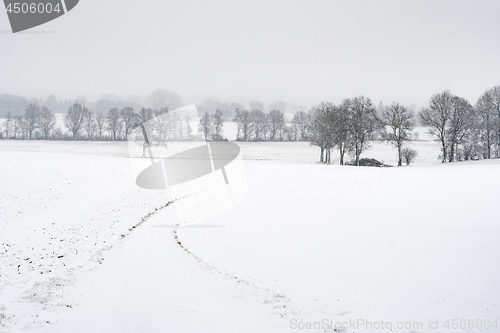 Image of Path with trees and snow