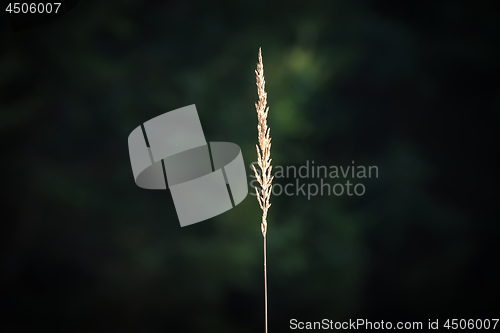 Image of Blade of grass in the forest which is illuminated by the sun