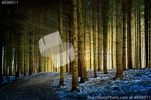 Image of Trees with sunbeams in a forest