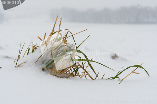 Image of Closeup of a plant in snow in winter 