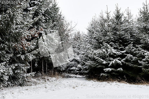 Image of Forest and trees with snow in winter and blanket of clouds