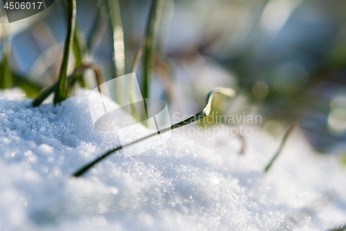 Image of Closeup of a plant in snow in winter 