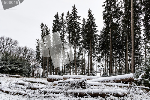 Image of Forest and trees with snow in winter and blanket of clouds