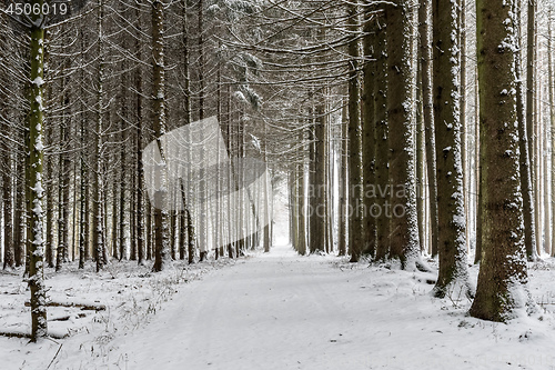 Image of Path with trees and snow