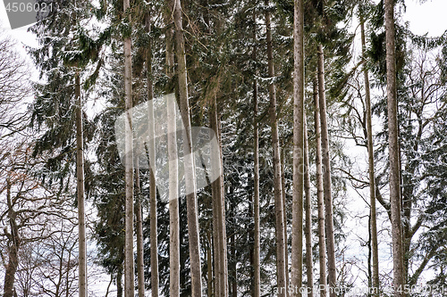 Image of Forest and trees with snow in winter and blanket of clouds