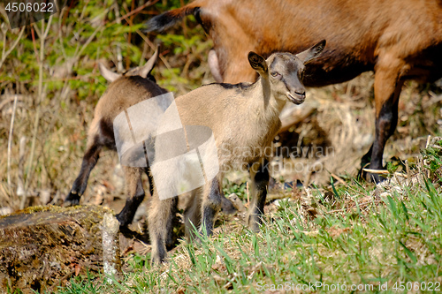 Image of Young goats on a meadow in Bavaria, Germany