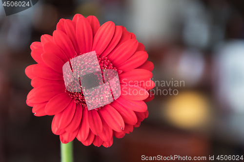 Image of Single beautiful red gerbera