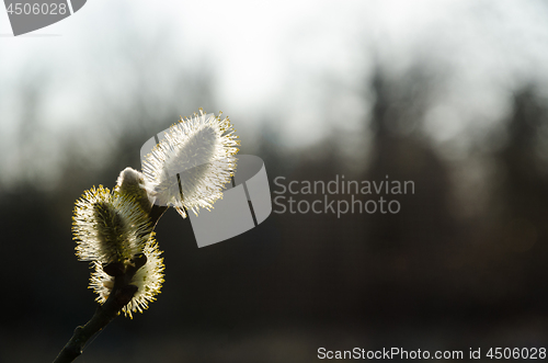 Image of Blossom willow catkins by a dark background