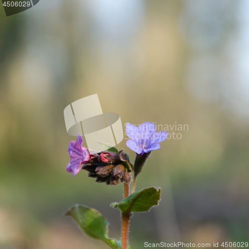 Image of Early blossom lungwort flower