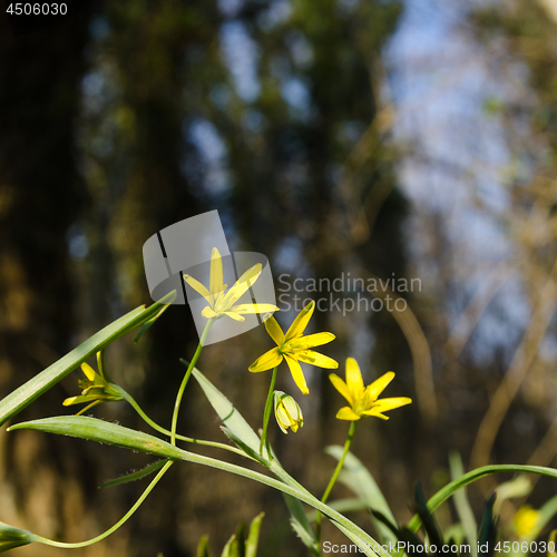 Image of Blossom yellow spring flowers