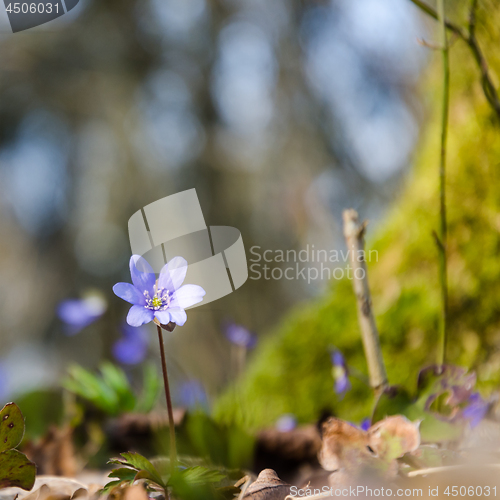 Image of Blossom blue anemone on a forest ground