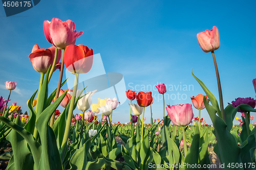 Image of Field of tulips with blue sky