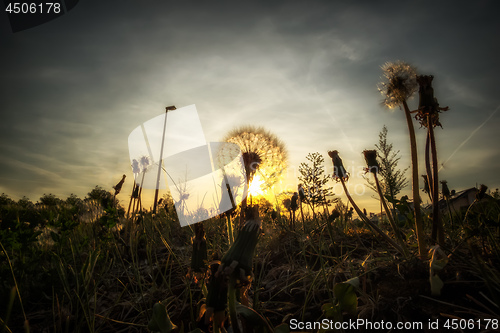 Image of Image of a dandelion with backlight