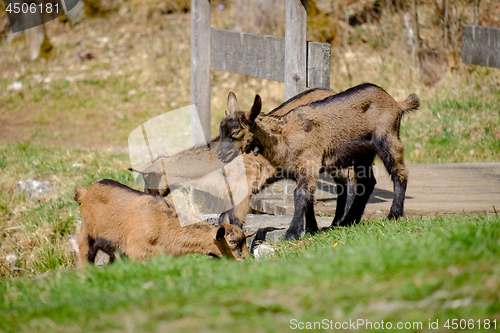 Image of Young goats on a meadow in Bavaria, Germany