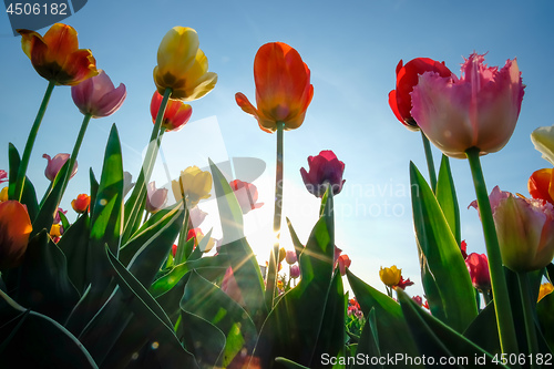 Image of Field of tulips with blue sky