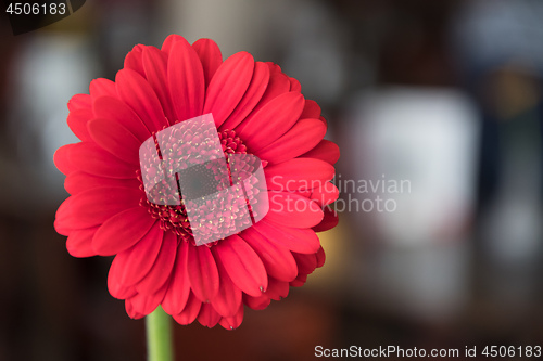 Image of Single beautiful red gerbera