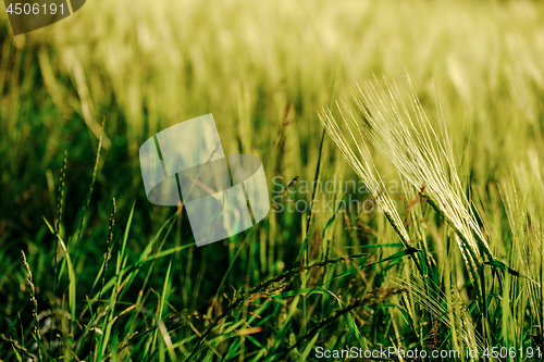 Image of image of a corn field near Maisach