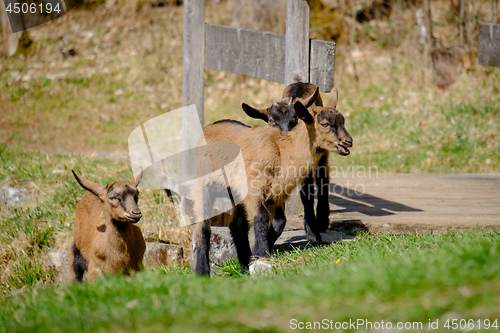 Image of Young goats on a meadow in Bavaria, Germany