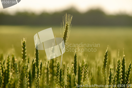 Image of image of a corn field near Maisach