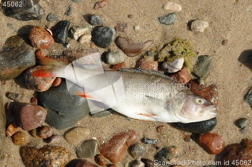 Image of Dead Fish